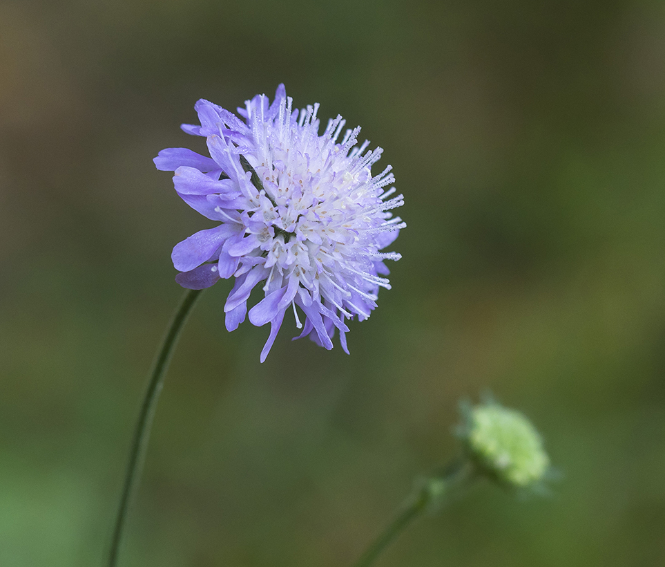 Image of Knautia arvensis specimen.