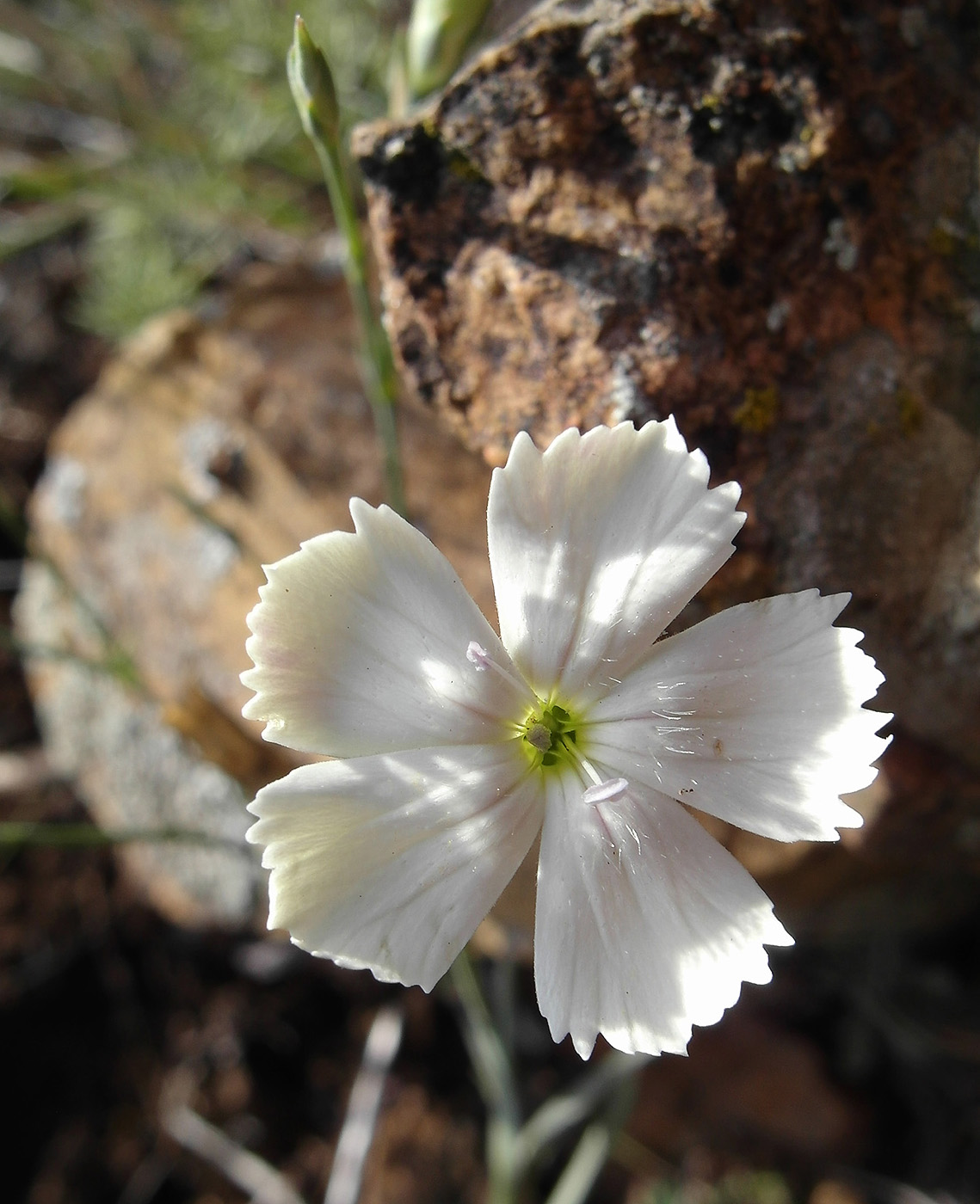 Image of Dianthus ramosissimus specimen.