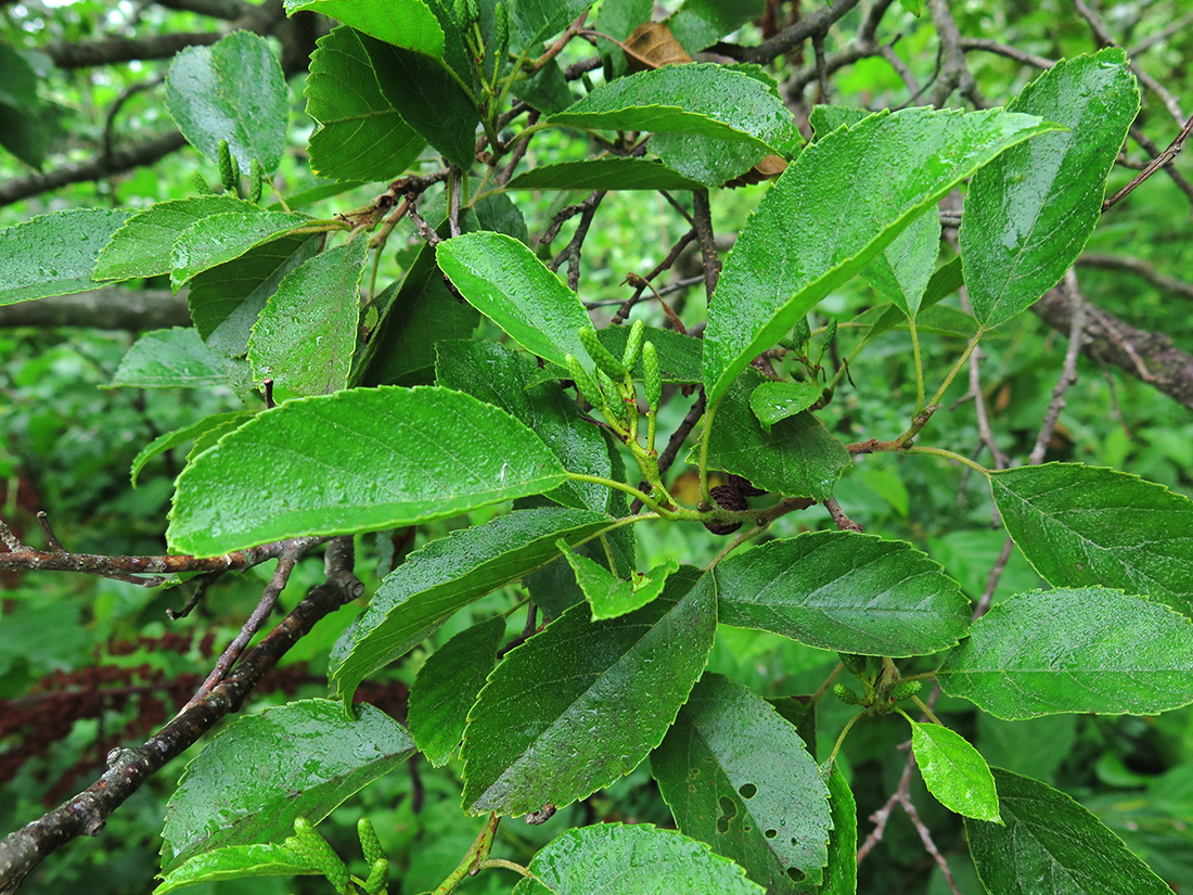 Image of Alnus japonica specimen.