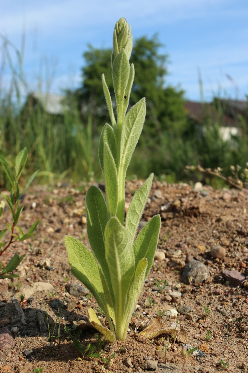 Изображение особи Verbascum thapsus.