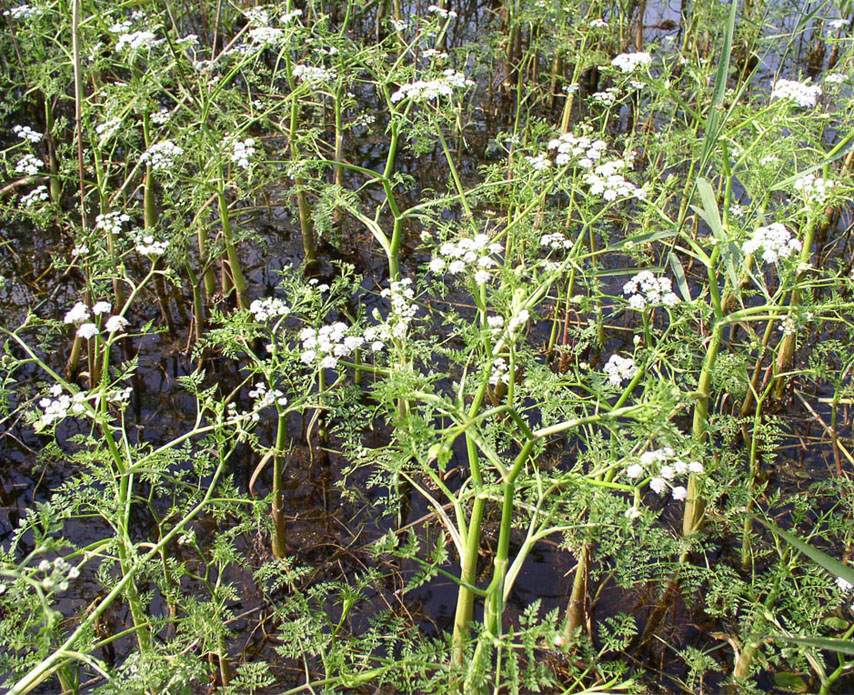 Image of Oenanthe aquatica specimen.