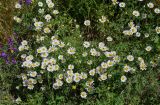 Anthemis ruthenica