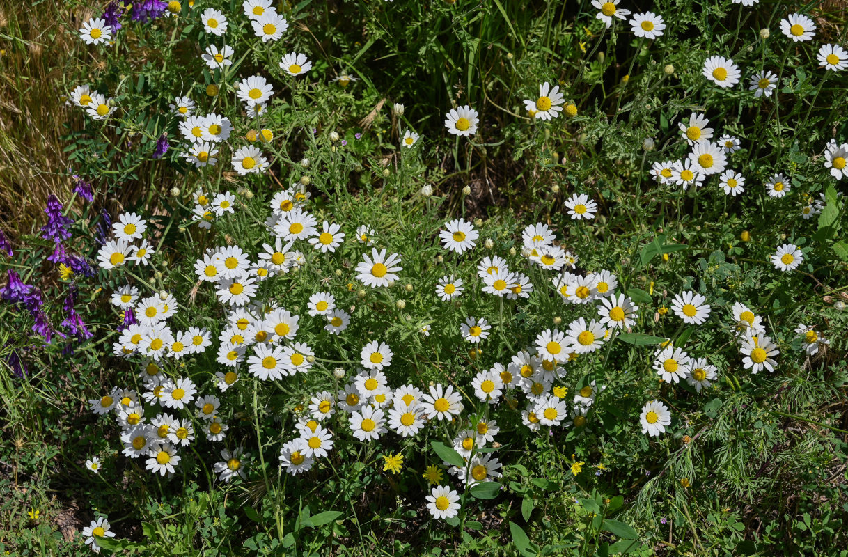 Image of Anthemis ruthenica specimen.