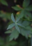 Astrantia trifida