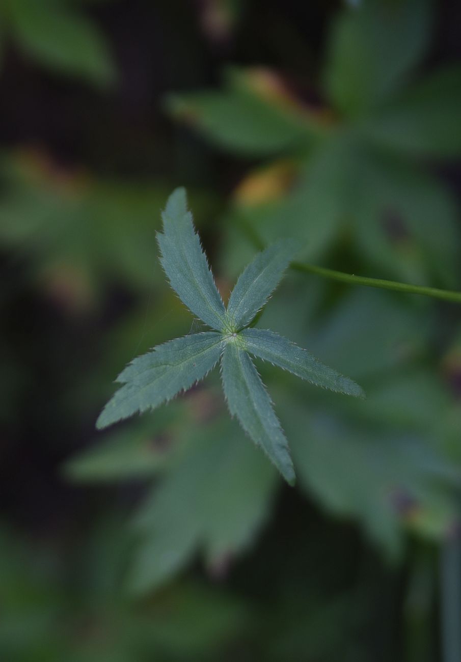 Image of Astrantia trifida specimen.