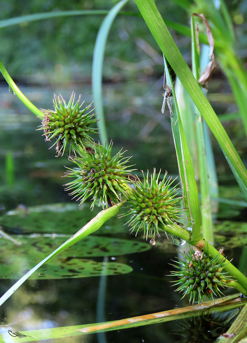 Image of Sparganium emersum specimen.