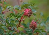 Rosa spinosissima. Плод и листья на верхушке побега. Московская обл., Раменский р-н, окр. дер. Хрипань, садовый участок. 20.06.2023.