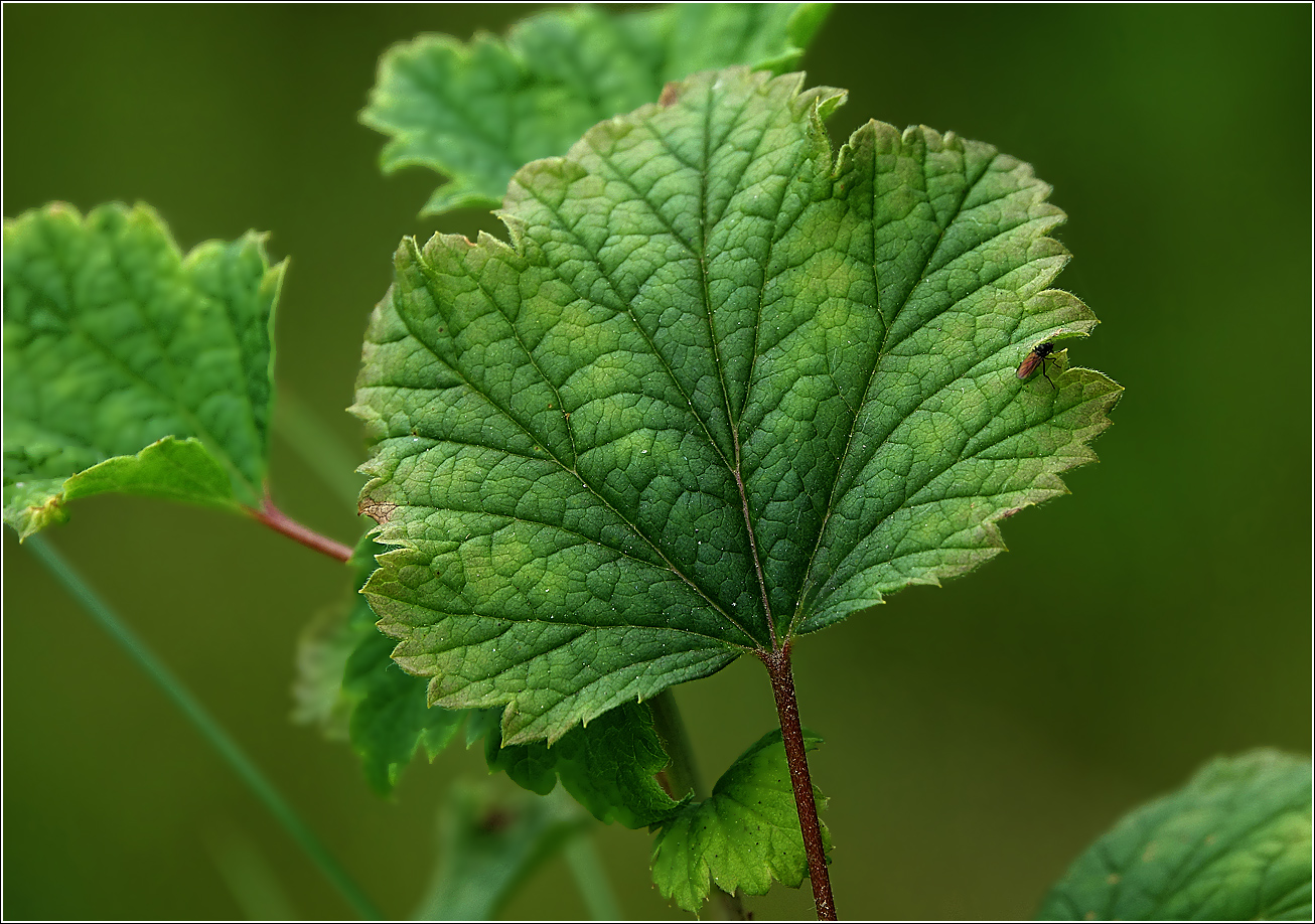 Изображение особи Ribes rubrum.