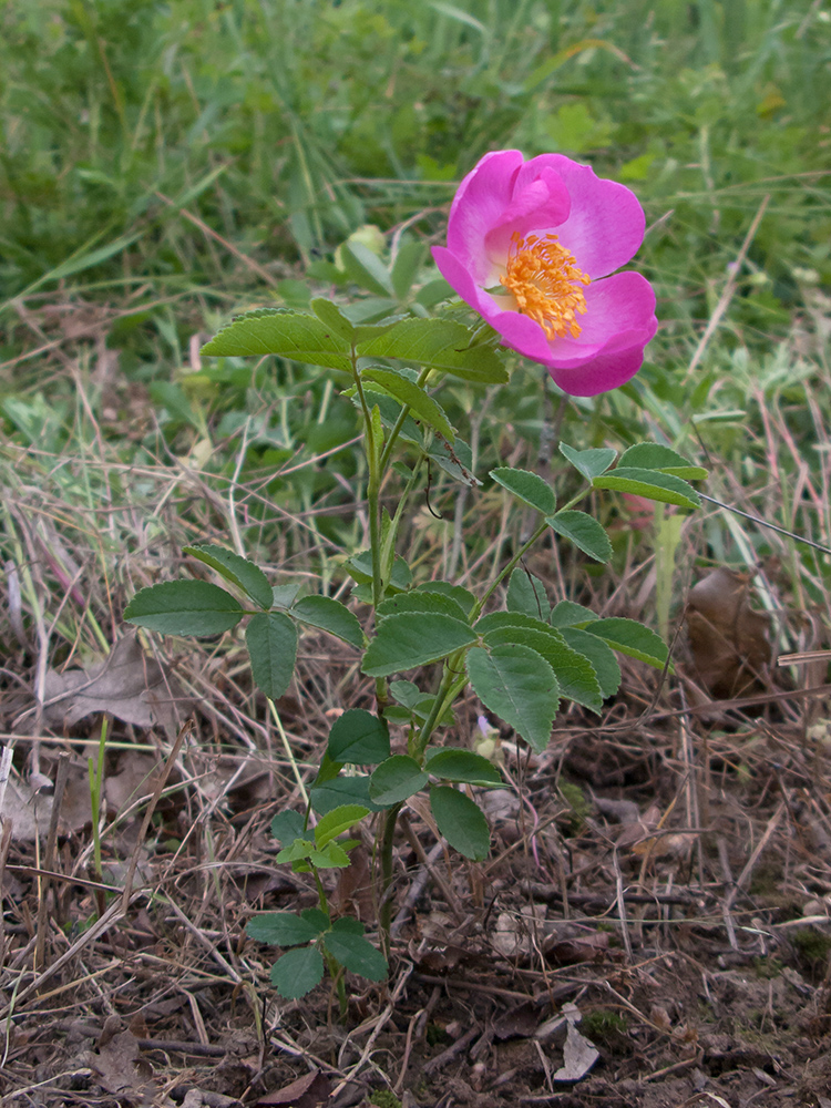 Изображение особи Rosa gallica.