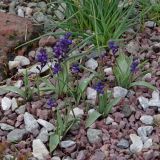 Hyacinthella lazulina