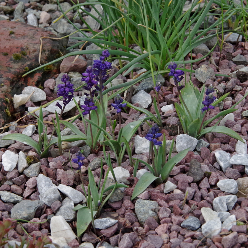 Image of Hyacinthella lazulina specimen.