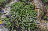genus Thymus