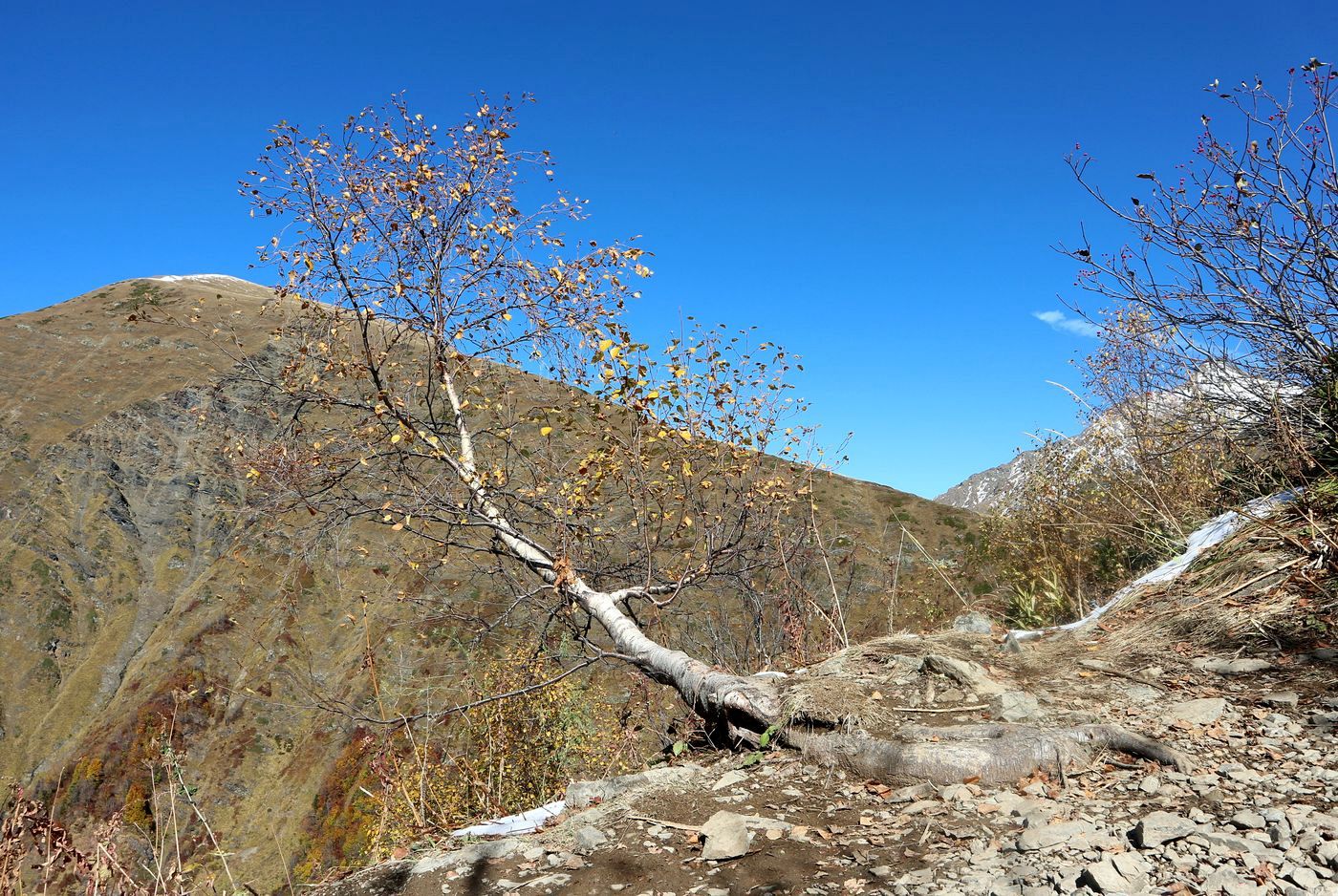 Image of Betula litwinowii specimen.