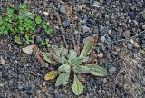 Plantago camtschatica. Плодоносящее растение. Сахалин, Корсаковский гор. округ, окр. с. Новиково, каменистый пляж. 15.08.2022.