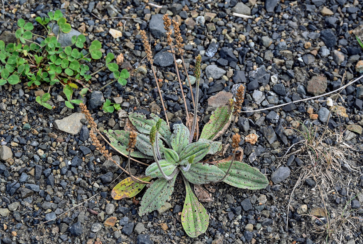 Image of Plantago camtschatica specimen.