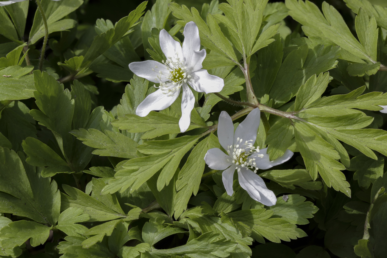 Изображение особи Anemone amurensis.