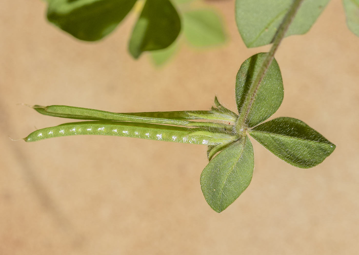 Изображение особи Lotus ornithopodioides.