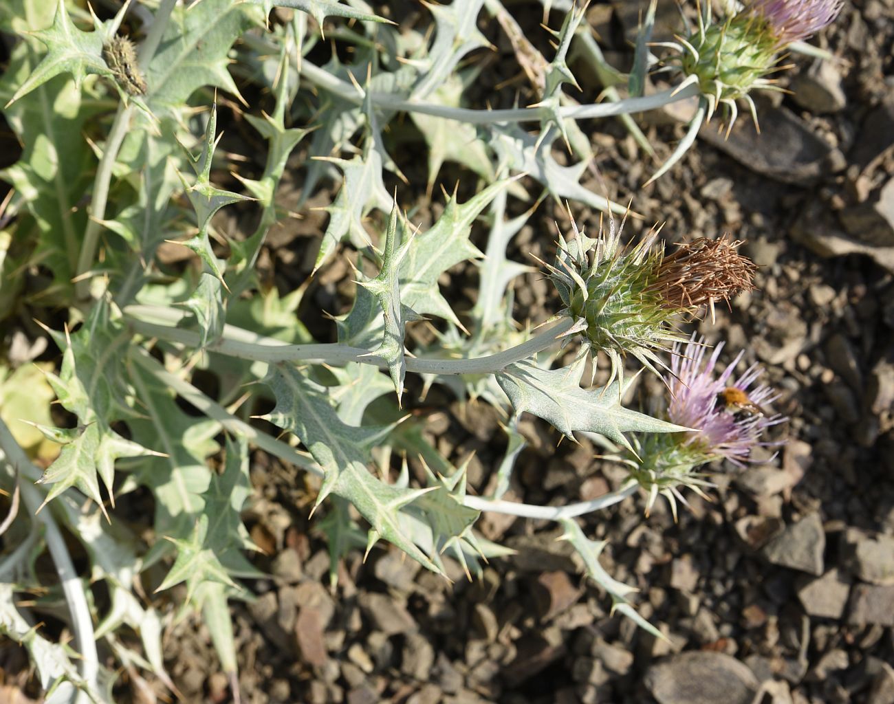 Изображение особи Lamyropsis sinuata.