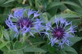 Centaurea montana