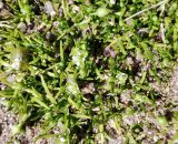 Sagina procumbens