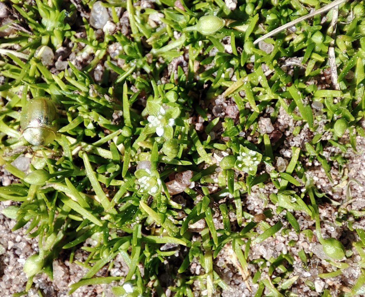 Image of Sagina procumbens specimen.