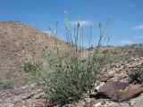 Silene fruticulosa