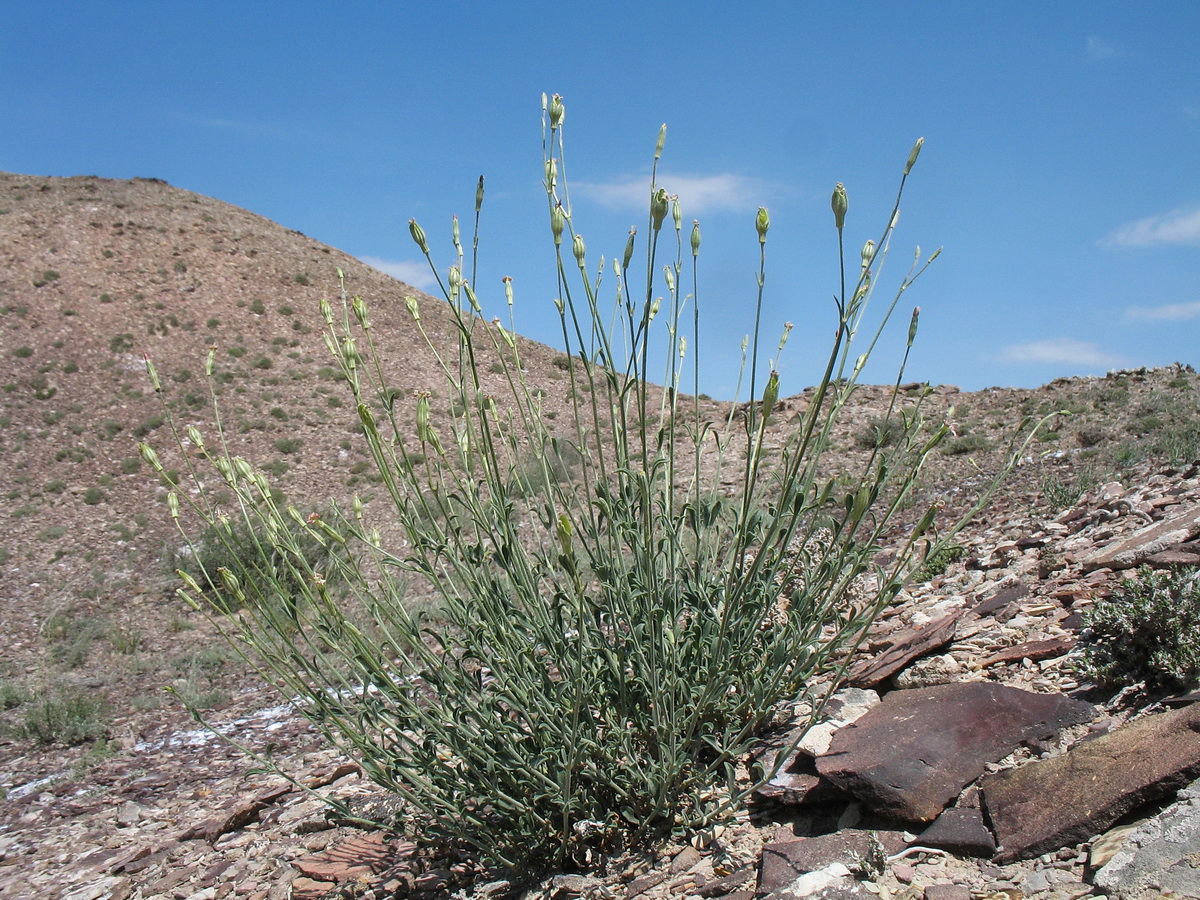 Image of Silene fruticulosa specimen.