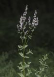 Nepeta nuda