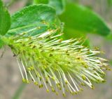 Salix phylicifolia. Мужская сережка. Ярославская обл., окр. г. Любим, побочень на р. Обнора. 23.05.2010.