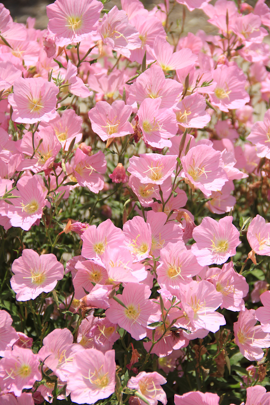 Image of Oenothera speciosa specimen.