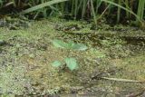 род Mentha