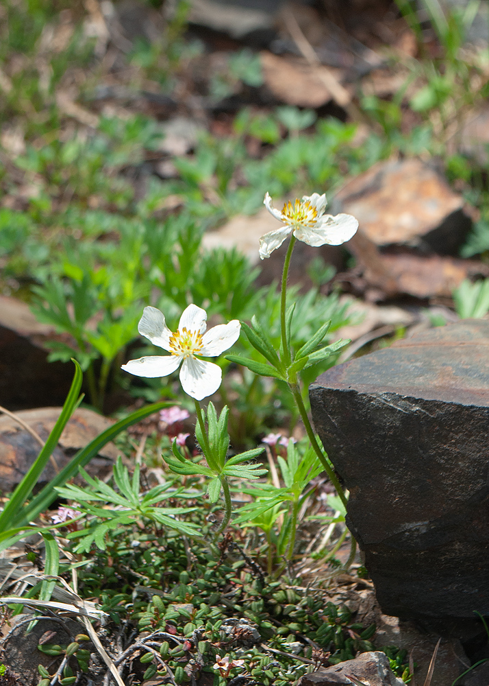 Изображение особи Anemonastrum sibiricum.
