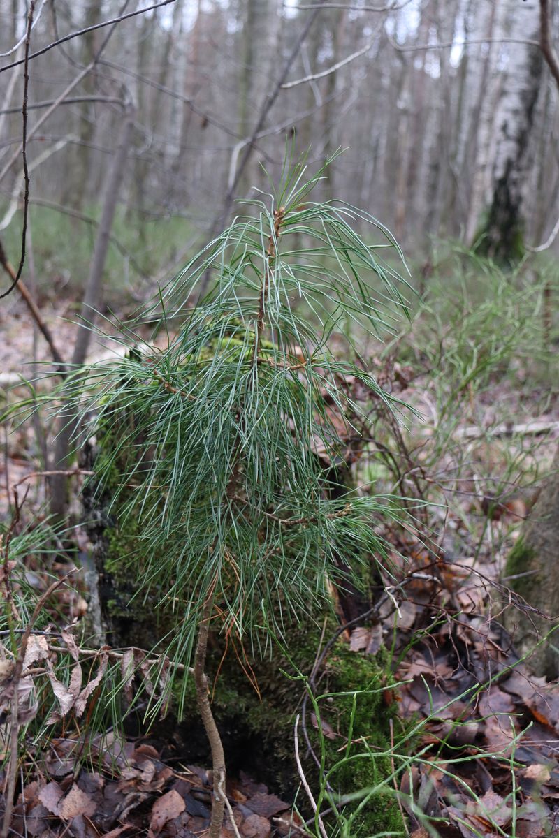 Изображение особи Pinus sibirica.