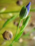Linum usitatissimum
