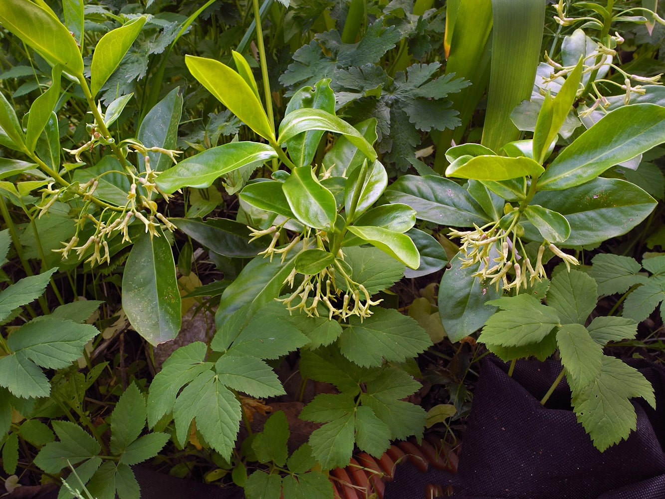 Image of Daphne albowiana specimen.