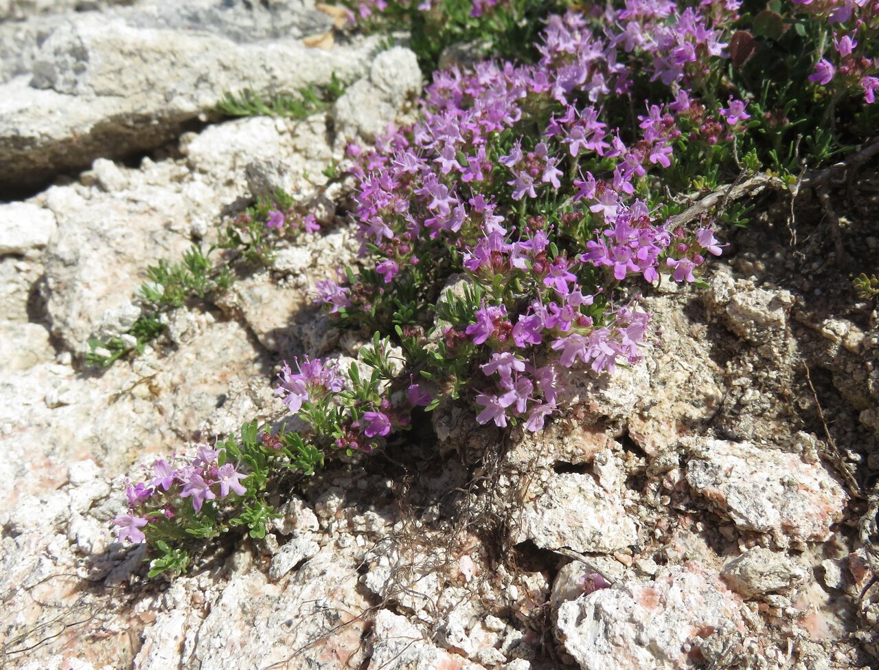 Image of Thymus zygioides specimen.