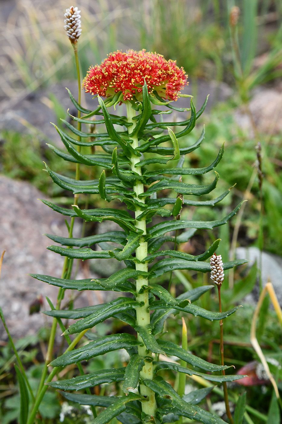 Image of Rhodiola linearifolia specimen.