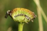 Image of taxon representative. Author is Дмитрий Орешкин