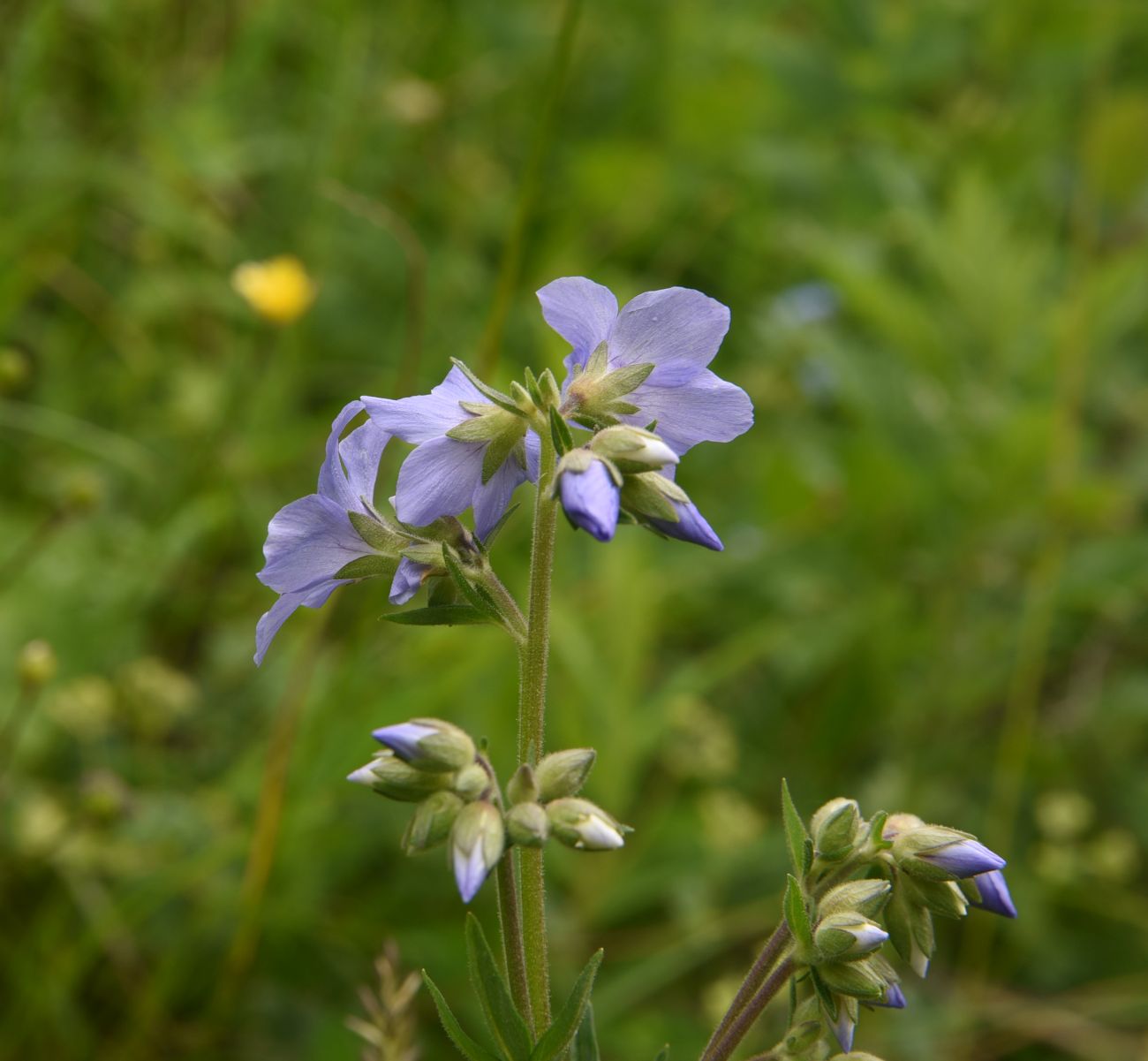 Image of Polemonium caucasicum specimen.