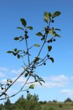Frangula alnus