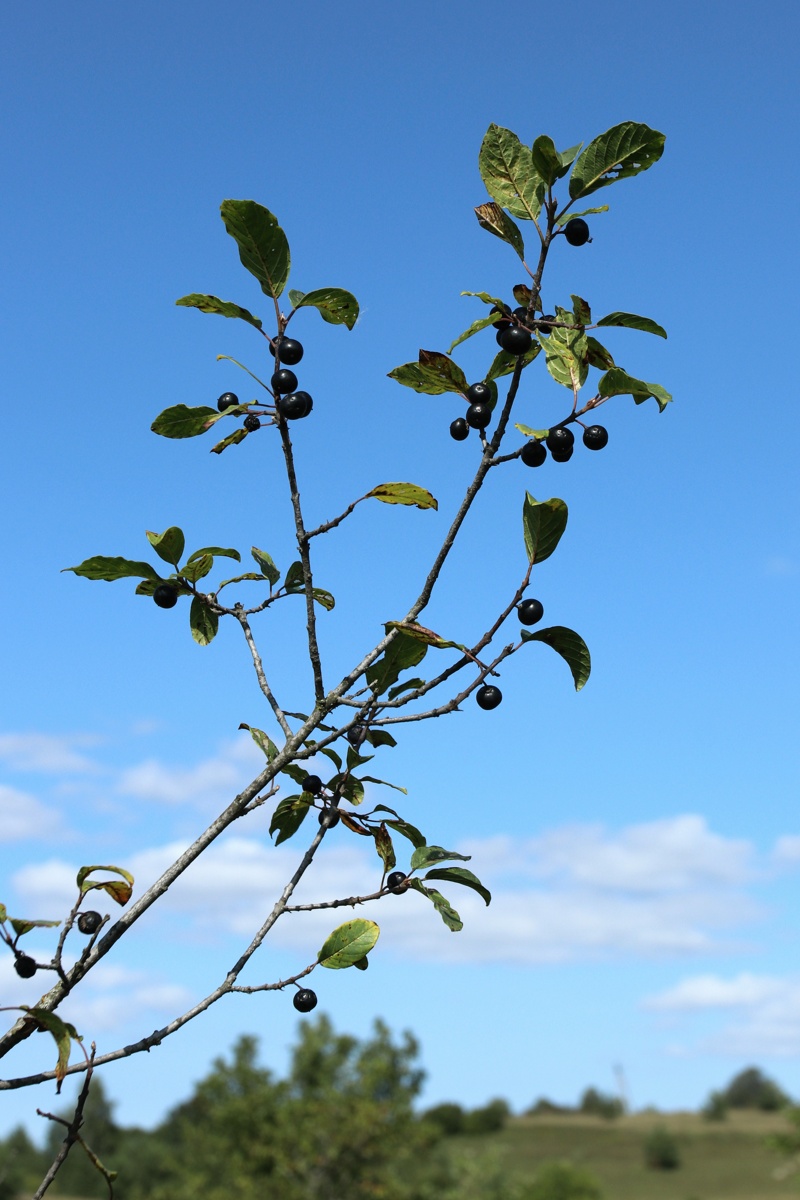 Изображение особи Frangula alnus.