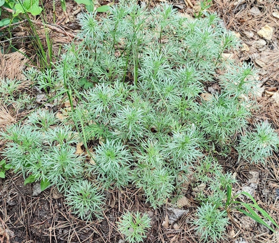 Image of Artemisia sericea specimen.