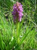 Dactylorhiza incarnata. Цветущее растение. Крым, Байдарская долина, окр. с. Орлиное, берег р. Курулюк-Су. 27.05.2010.