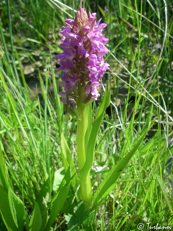Image of Dactylorhiza incarnata specimen.
