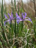 Iris ventricosa