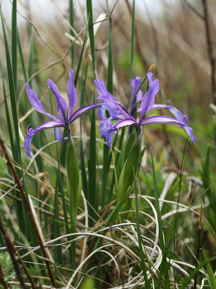 Image of Iris ventricosa specimen.
