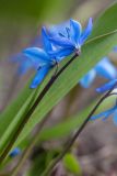 Scilla siberica. Верхушка побега с соцветием. Мурманск, Октябрьский р-н, цветник. 19.05.2025.