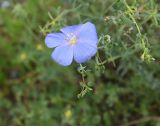 Linum austriacum. Цветок и бутоны. Грузия, Самцхе-Джавахети, окр. ур. Немецкая дорога, выс. 1400 м н.у.м., луг. 18 мая 2025 г.