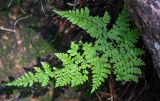 Rhizomatopteris montana. Вайя. Китай, пров. Аньхой, национальный парк \"Хуаншань\", смешанный лес, каменистый участок склона. 30.05.2025.