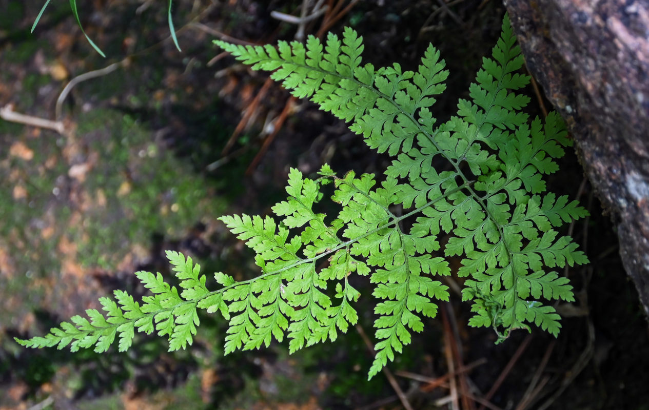 Изображение особи Rhizomatopteris montana.